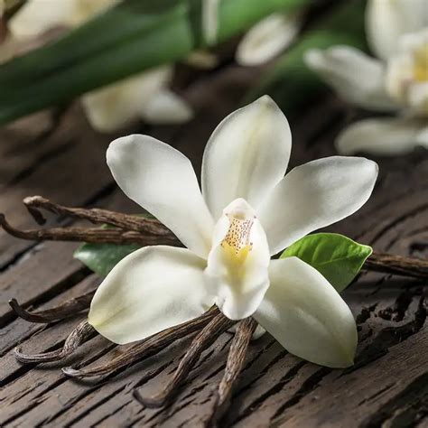 vanilla planifolia cologne